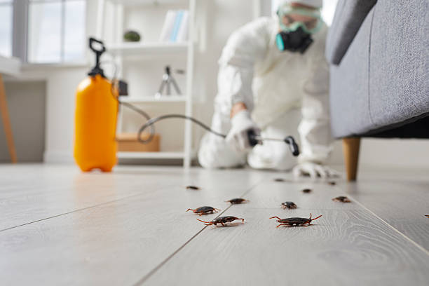Post-Treatment Bed Bug Interceptor Monitoring in Lake Lorraine